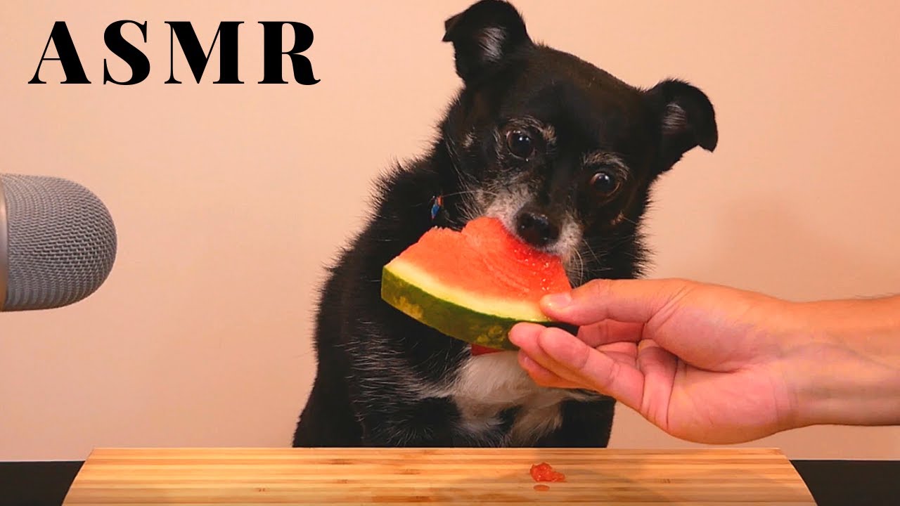Asmr Dog Eats Juicy Watermelon Youtube