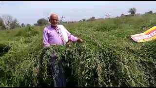 Farmers feedback on Hybrid Mustard Champion (90M 02).(1)