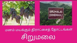 மனம் மயக்கும் திராட்சைத் தோட்டங்கள் | திண்டுக்கல் |சிறுமலை #tamilnadu#திராட்சைத்தோட்டம்#ஒன்றரைவருடம்