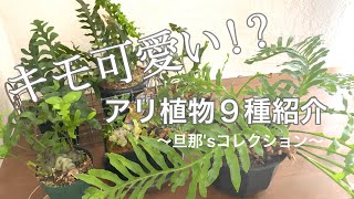 【アリ植物】沼る事間違い無し！？キモかわアリ植物９種紹介！！