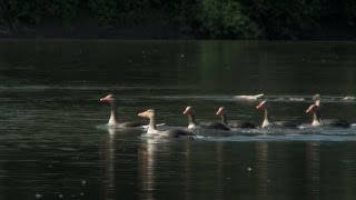 Trailer - Alles im Fluss - Naturbeobachtungen am Mittelrhein