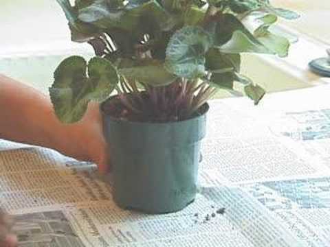 How to Get Rid of Indoor Gnats How to Get Rid of Indoor Gnats