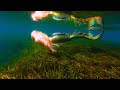 color changing mermaid melissa: most beautiful dreamy underwater paradise 4K