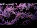 marijuana timelapse closeup of flower forming 60 days