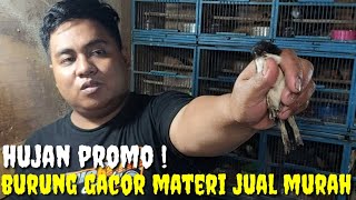 HUJAN2 PROMO HARGA BURUNG ! BURUNG GACOR FULL MATERI DAN BARANG BARU DI PROMO