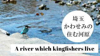 かわせみの住む河原 in 埼玉 - A river which kingfishers live