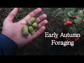 Edible Plants to Forage in September - UK Woodland Foraging