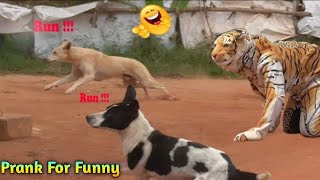 Very Funny Dog Try To Not Laugh 2021 Fake Tiger Prank Dog HD Funny Pranks