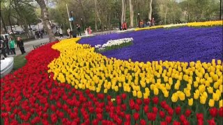 1.5 Million Tulips in Tulip Festival 2022,Emirgan Istanbul, Turkey