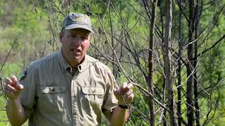 Kyker Bottoms Refuge Quail Management - Burning