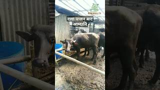 रागा पालन बाट राम्रो आम्दानी लिन सकिन्छ - Buffalo farming/rearing in Nepal - #animalhusbandry