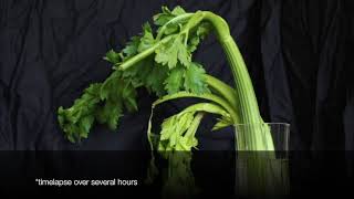 Celery + Salt water