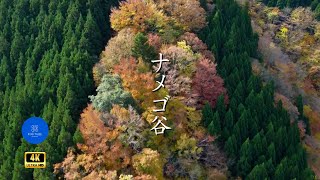 【ナメゴ谷】八経ヶ岳 大峰 奈良 紅葉 昇竜 DJI mini2 drone ドローン