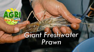 Giant Freshwater Prawn