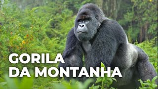 Encontrei os Raros Gorilas-das-Montanhas nas Florestas de Virunga
