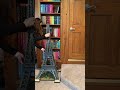 Assembling the LEGO Eiffel Tower