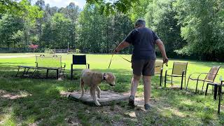 Ginny - leash work + place intro