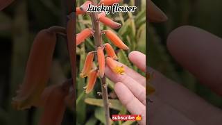 Lucky flowers of Aloe vera 🧿 #goodluck #thebeautyofnature  #viralvideo #gardeningtips