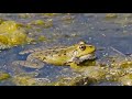 frog sound frog croak in 18 minutes