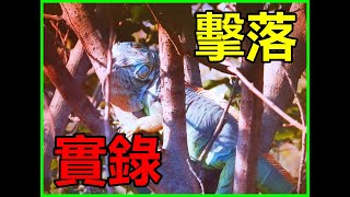 【吳小珍】衛道人士勿進！真實呈現，有效率移除，擊落約20公尺高處綠鬣蜥！彰化/嘉義/台南，移除都是經在地農民與居民需求通報!(iguana removal lizard berburu biawak)