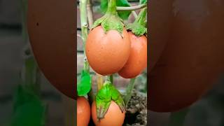 🐣grow egg in eggplants #shorts