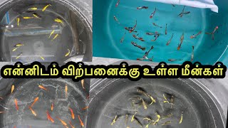 என்னிடம் விற்பனைக்கு உள்ள மீன்கள்|Guppy|All In Our Fishes|Sales Video|Aquarium#petslovechannel.