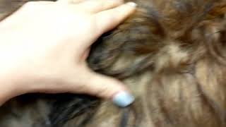 Dematting with Secret Weapon & HypKNOTic