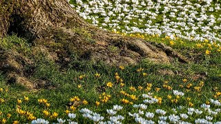 Les flors de maig. Anselm Clavé. Societat Coral Joventut Terrassenca