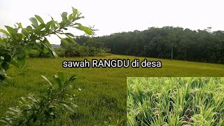 hamparan sawah yang indah,desa tegal cikedal pandeglang II perkampungan banten