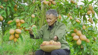 Harvesting Sapodilla Fruits From Tall Trees - Gardening, Cooking Roasted Meat to Sell at the Market