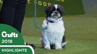 Scruffts Final and Winner Announcement | Crufts 2018