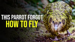 Kakapo the World's Heaviest Parrot