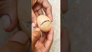 Successfully operated \u0026 Saved Stuck baby Chick 🐣🐥🐣