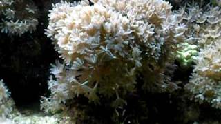 Xenia covering old Acropora branch