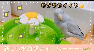 マメルリハのグリコ　新しい水浴び用プールに興味津々なグリちゃん💕 Cute parrotlet💕