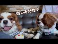 【キャバリア】愛犬達と夏を大満喫‼︎はじめての川遊びにビビりな愛犬の反応は…⁉︎