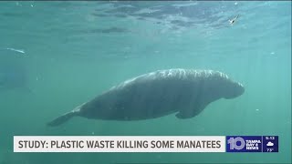 A baseball-sized amount of plastic can kill a manatee, new study finds