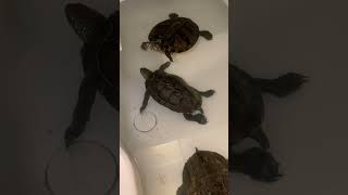 ⊂二二二(　^ω^)二⊃ブーンのポーズをキメるクサガメ🐢