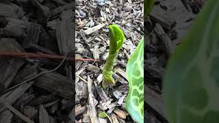 Italian Arum 💙 Arum lilies ARUM ITALICUM marmoratum Italian lords and ladies #healthifycoach