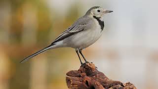 Motacilla alba