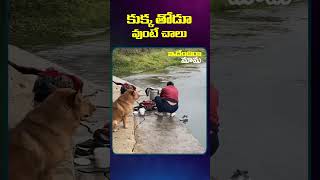 కుక్క తోడూ వుంటే చాలు  #doglover #dogs #ammu__555