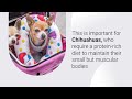 Chi Chi Crew Reviews: Royal Canin - Chihuahua