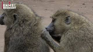 Monkey Picking Lice From Another Monkey In Love || Why Do Monkeys Eat Lice ?