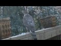 cooper s hawk eating bird part 2