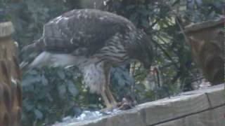 Cooper's Hawk eating bird part 2