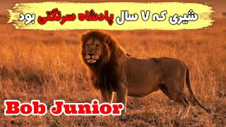 شیری که 7 سال پادشاه ملامنازع سرنگتی شد| داستان Bob Junior