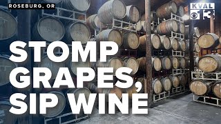 Harvest Season Begins at Umpqua Valley Wineries