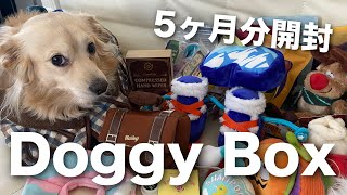 DoggyBox 5ヶ月分開封【チワックス】【チワワ×ミニチュアダックスフンド】