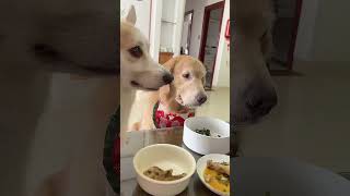 四毛兩眼一睜就是玩心眼子，冰棒太慘了 #pets #funny #金毛 #搞笑  #animals