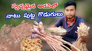 అడవి నాటు పుట్టగొడుగులు Wild mushroom వేట నుండి కూర వరకు Mini Natural Life